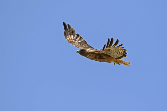Bird hawk bird of prey soars through California sky