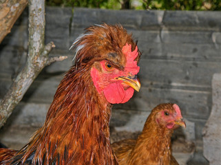 galo no galinheiro