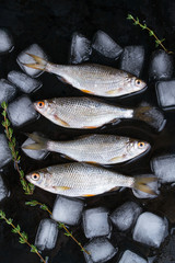 Roach fish or rutilus fish on black metal background with pieces of ice