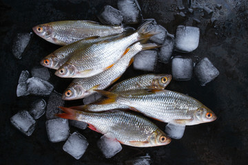 Roach fish or rutilus fish on black metal background with pieces of ice