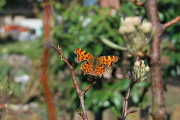 Schmetterling, Edelfalter - auf Blütenknospen