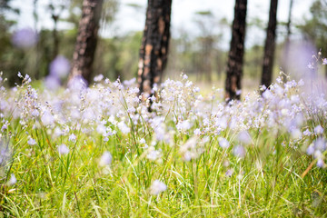 Fototapeta premium Murdannia giganteum is blooming at Phu Soi Dao National Park, Thailand. Selective focus