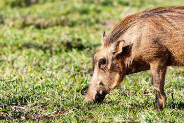 Warthog digging in the grass