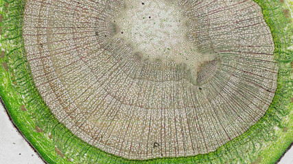 cross section cut of a stem under the microscope