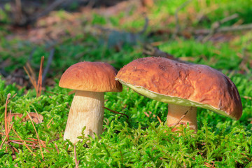 borowik szlachetny: Boletus edulis