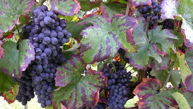 Blaue Weintrauben an Rebstock