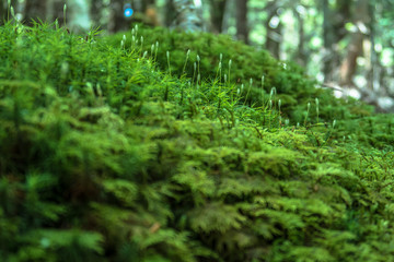 白駒池の苔