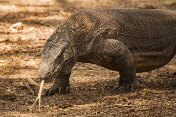 Komodo Dragon, Indonesia