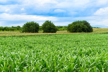 Fototapeta na wymiar Beautiful green corn field in organic agricultural farm and mountain range background