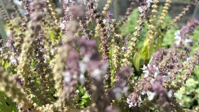 European wool carder bee on blooming basil herb