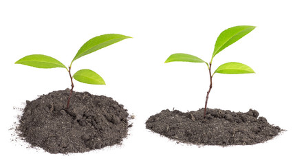 Plant sprouts grow from the ground. Isolated on white background