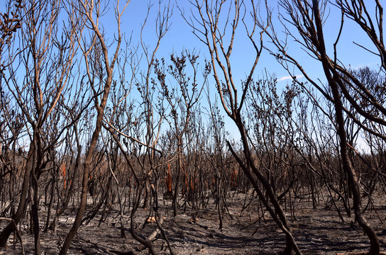 Burnt trees, ash and scorched earth after a bushfire in heathland in Kamay Botany Bay National Park, NSW, Australia.