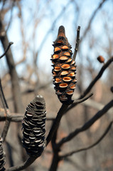 Burnt Banksia cones releasing seeds. Opened by a bushfire in heathland in Kamay Botany Bay National...