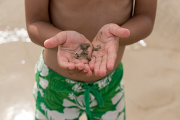 Little boy hand holding hermit crab in shell on the beach