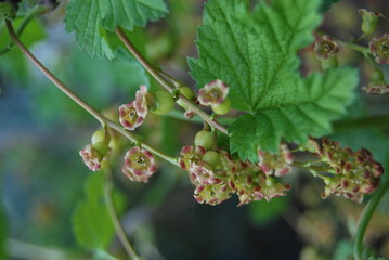 Unreife Johannisbeeren (Ribes)