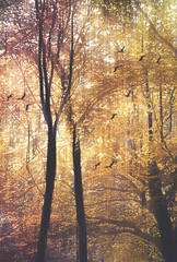 Birds in flight and sunlight filtering through the tree canopy in an autumn forest. Digital photo manipulation.