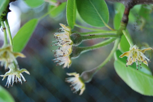 Birnenblüten mit kleinen Birnen - Birnenbaum (Pyrus)