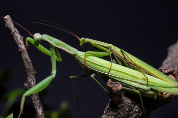 Mantis mating