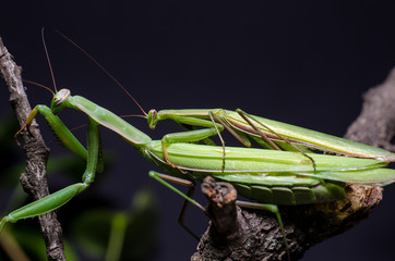 Mantis mating