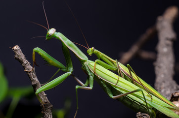 Mantis mating