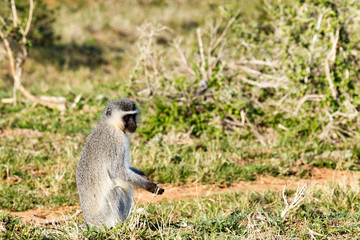 Monkey sitting straight up between the grass