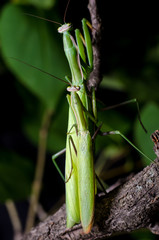 Mantis mating