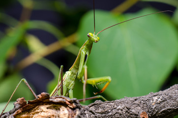 Mantis religiosa.