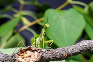 Mantis religiosa.