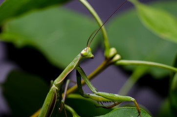 Mantis religiosa.