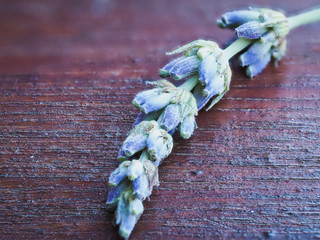 Lavanda flower on wooden table