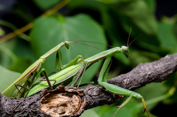 Mantis mating