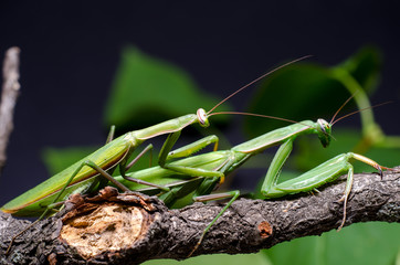 Mantis mating