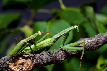 Mantis mating