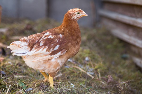 young hen in garden , small farmar backyard