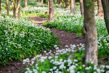 Wild bear garlic in slovakia carpatian moutains
