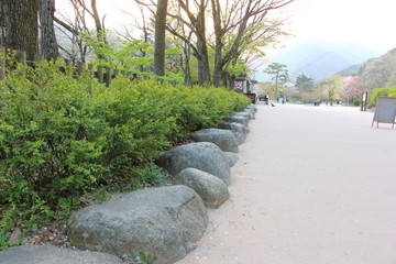 Side walkway with green tree and stone in the park