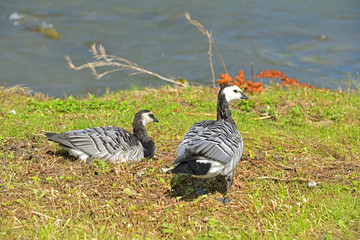 Couple of Barnacle geese (Branta leucopsis) feeding at Helsinki, Finland