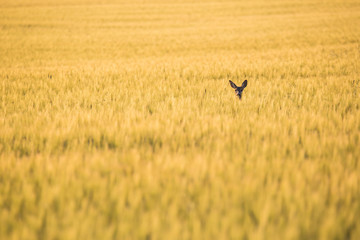 Summer field with roe deer