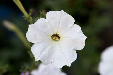 White petunia bud