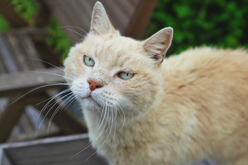 vieux chat matou dans jardin