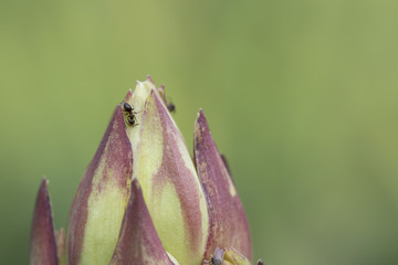 Yucca Gloriosa and ants in nature. Macrophotography.
