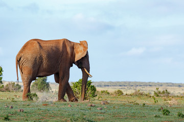Fototapeta na wymiar Elephant standing and kicking the dust