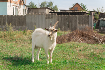 Obraz premium Goat is standing in a meadow in the countryside
