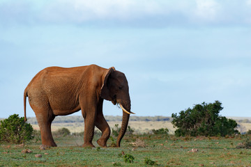 Plakat Elephant using his leg and trunk to scoop up a plant from the ground