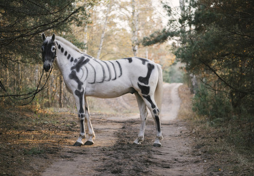 White horse painted as skeleton standing in the autumn forest