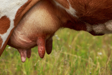 the cow's udder