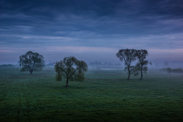 Trees on medow during the storm somewhere on Podlasie, Poland