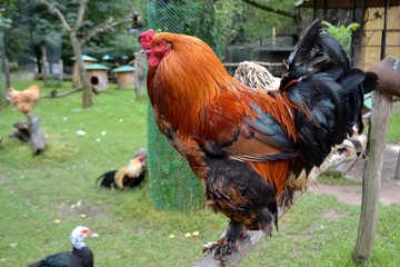  the coc against traditional Russian farmyard in the village