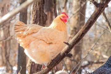 Single hen perches in the woods on a wintry day