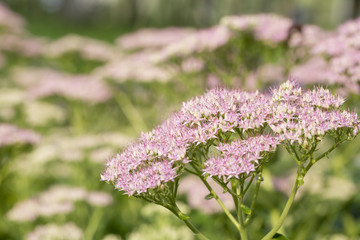 Obraz premium Close-up of beautiful small purple flowers in nature. Sedum spectabile. 